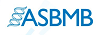 American Society for Biochemistry and Molecular Biology